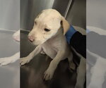 A663585 - Male Labrador Retriever Dog for Adoption - Small photo
