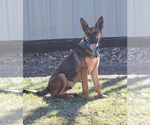 Medium Photo #1 Mutt Puppy For Sale in Granbury, TX, USA