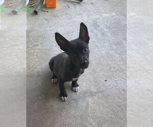 Chiranian Dogs for adoption in Oakhurst, NJ, USA