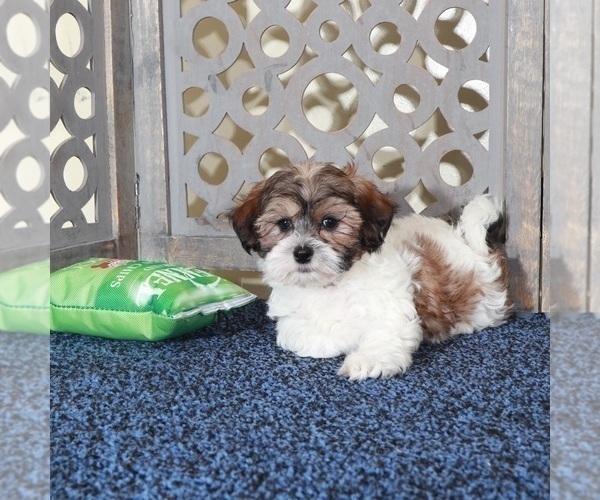 Medium Photo #3 ShihPoo Puppy For Sale in MOUNT VERNON, OH, USA