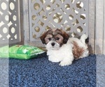 Small #2 ShihPoo