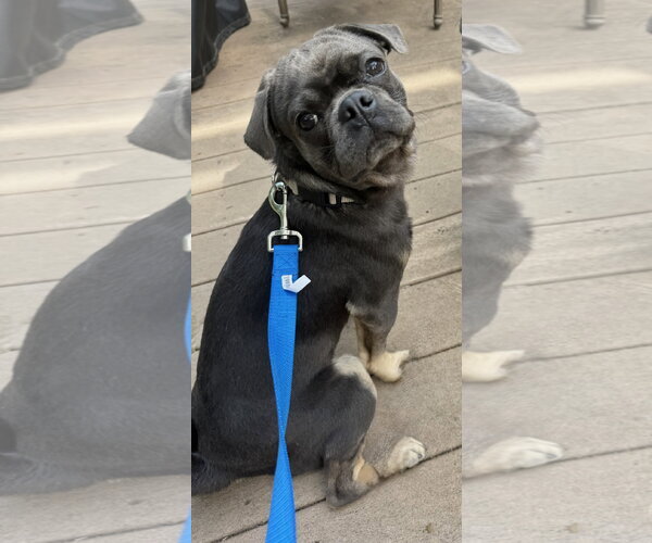 Medium Photo #1 Pug Puppy For Sale in Elizabeth City, NC, USA