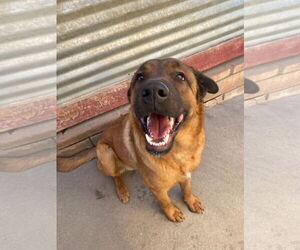 Mutt Dogs for adoption in La Verne, CA, USA