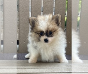 Pomeranian Puppy for sale in CANOGA, NY, USA