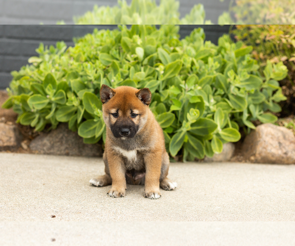 Medium Photo #2 Shiba Inu Puppy For Sale in MILLERSBURG, IN, USA