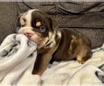 Puppy 2 Bulldog