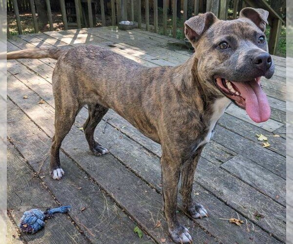 Medium Photo #6 American Pit Bull Terrier-Unknown Mix Puppy For Sale in Cary, NC, USA