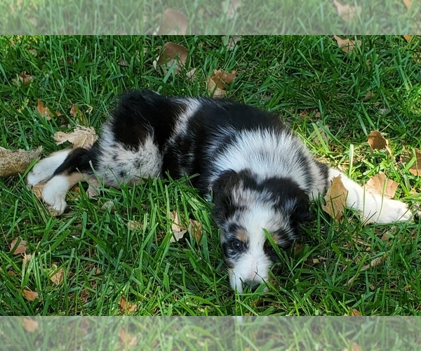 Medium Photo #3 Australian Shepherd Puppy For Sale in JACKSON, MI, USA