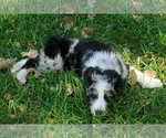 Small Photo #3 Australian Shepherd Puppy For Sale in JACKSON, MI, USA