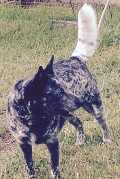 Medium Photo #1 Australian Cattle Dog Puppy For Sale in ODESSA, FL, USA