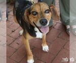 Small #5 Beagle-Catahoula Leopard Dog Mix