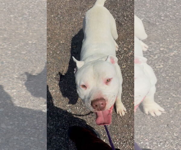 Medium Photo #1 American Pit Bull Terrier-Unknown Mix Puppy For Sale in Las Vegas, NM, USA