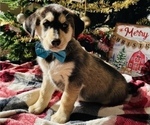 Small Photo #15 Labrador Retriever Puppy For Sale in BAKERSFIELD, CA, USA