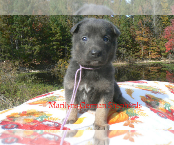 Medium Photo #5 German Shepherd Dog Puppy For Sale in PIEDMONT, MO, USA