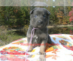 Lavender Pine - Female German Shepherd Dog Puppy for Sale - Photo #5