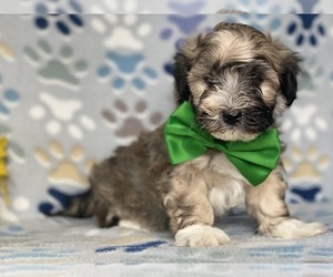 Havanese Puppy for sale in LANCASTER, PA, USA