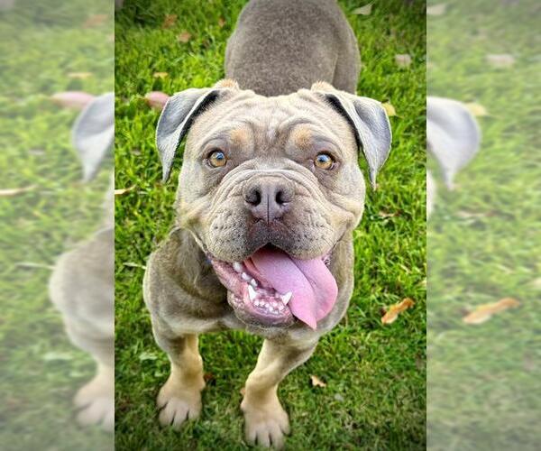 Medium Photo #1 Bulldog-Unknown Mix Puppy For Sale in Lodi, CA, USA