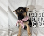 Small #3 German Shepherd Dog