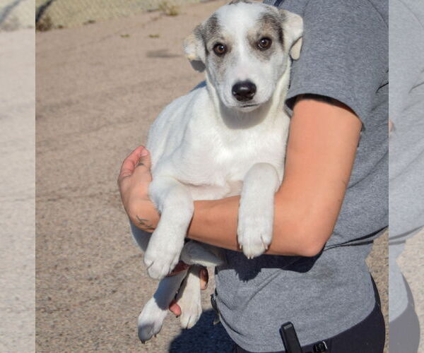 Medium Photo #4 Greyhoula Puppy For Sale in Huntley, IL, USA