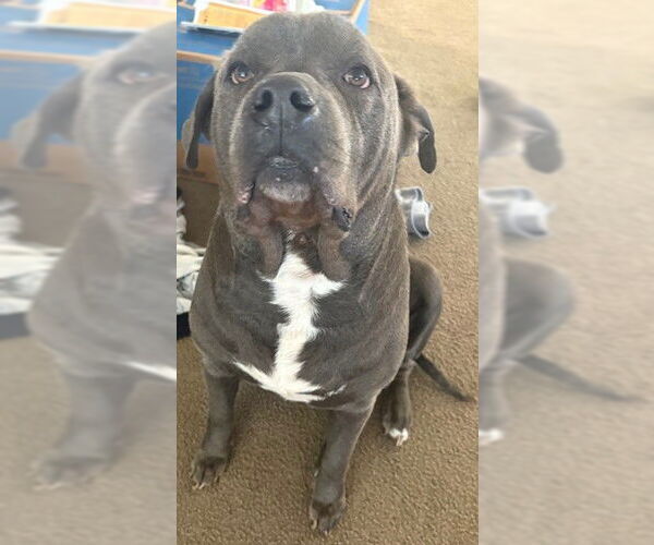 Medium Photo #1 American Staffordshire Terrier Puppy For Sale in San Antonio, TX, USA