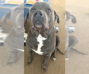 American Staffordshire Terrier Dogs for adoption in San Antonio, TX, USA