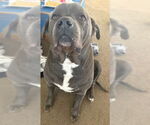 Small American Staffordshire Terrier