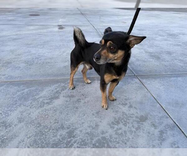 Medium Photo #1 Chihuahua Puppy For Sale in Corona, CA, USA