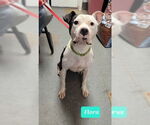 Small American Pit Bull Terrier