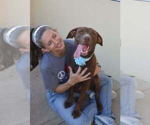 Labrador Retriever-Unknown Mix Dogs for adoption in McKinney, TX, USA