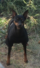 Mother of the Harlequin Pinscher puppies born on 07/06/2016