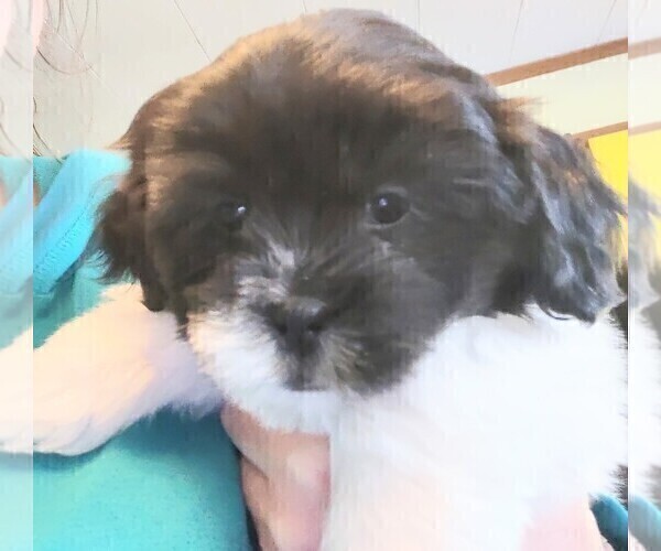 Medium Photo #1 ShihPoo Puppy For Sale in GLOUSTER, OH, USA