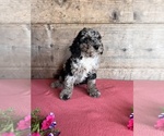 Small #4 Bernedoodle (Miniature)