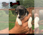 Small Photo #3 Chiweenie Puppy For Sale in CONCORDIA, MO, USA
