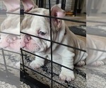 Small #14 English Bulldog