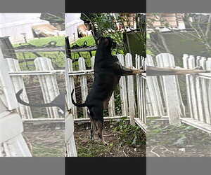 Duke - Male American Staffordshire Terrier-Unknown Mix Dog for Adoption - Photo #2