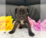 Small #1 Neapolitan Mastiff