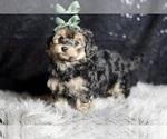 Small #2 YorkiePoo