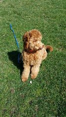Australian Labradoodle Puppy for sale in DEER PARK, IL, USA