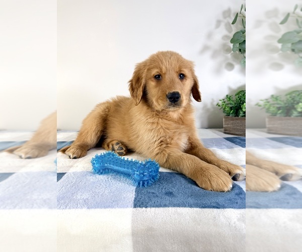 Medium Photo #2 Golden Retriever Puppy For Sale in GREENFIELD, IN, USA