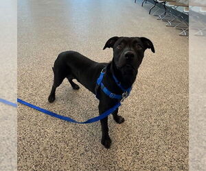 Labrador Retriever-Unknown Mix Dogs for adoption in Boston, MA, USA