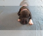 Small Photo #1 American Pit Bull Terrier Puppy For Sale in WENATCHEE, WA, USA