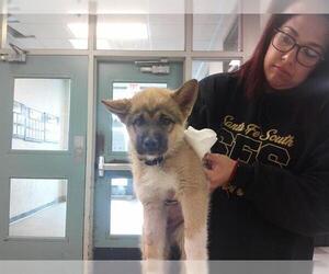 German Shepherd Dog-Siberian Husky Mix Dogs for adoption in Oklahoma City, OK, USA
