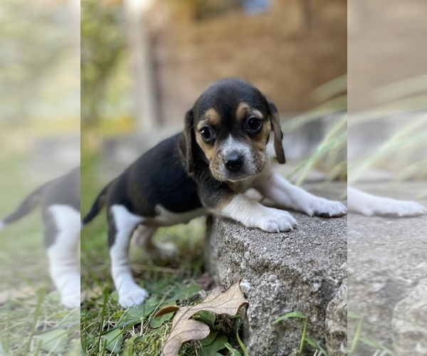 Medium Photo #8 Beagle Puppy For Sale in FORDLAND, MO, USA