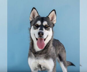 Siberian Husky Dogs for adoption in Pasadena, CA, USA