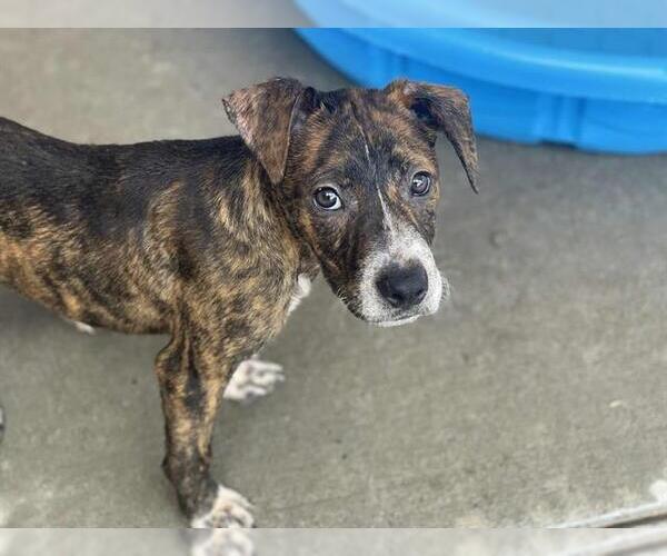 Medium Photo #2 American Pit Bull Terrier-Unknown Mix Puppy For Sale in Tulsa, OK, USA