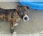 Small #1 American Pit Bull Terrier Mix
