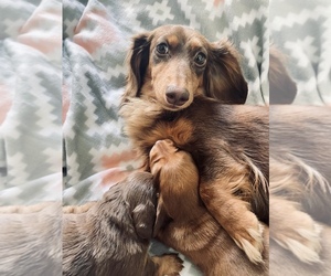 Mother of the Dachshund puppies born on 05/18/2021