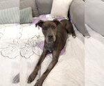 Small #14 Great Dane Mix