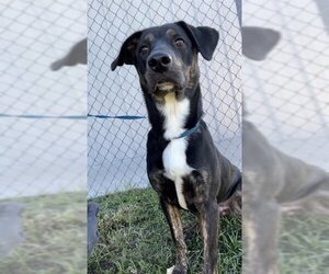German Shorthaired Pointer-Rottweiler Mix Dogs for adoption in Rosenberg, TX, USA
