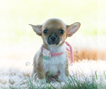 Small Photo #26 Chihuahua Puppy For Sale in WARSAW, IN, USA